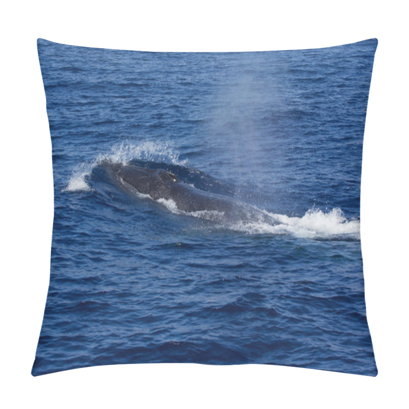 Personality  Surfacing Fin Whale ( Balaenoptera Physalus) Pillow Covers