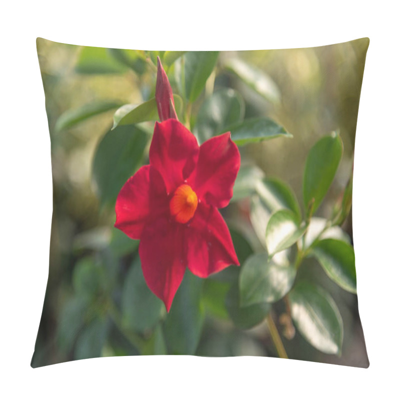 Personality  Rose Flowers X Grandiflora Hort Pillow Covers