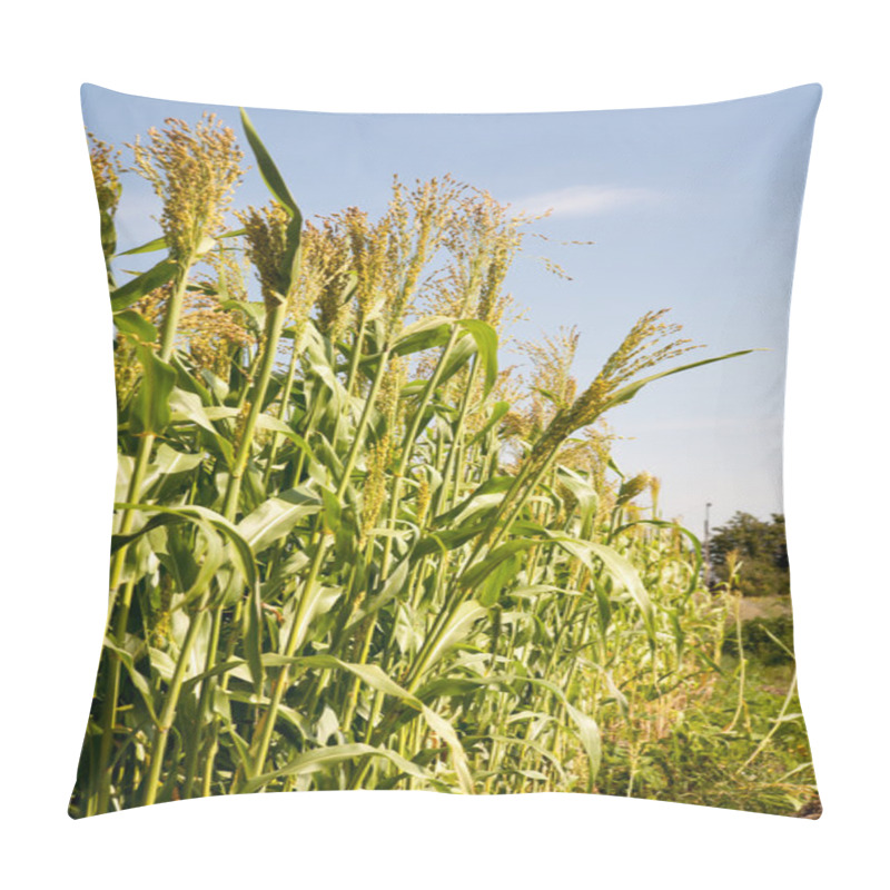 Personality  Millet Is Used As Food. Belongs To The Genus Sorghum. Pillow Covers