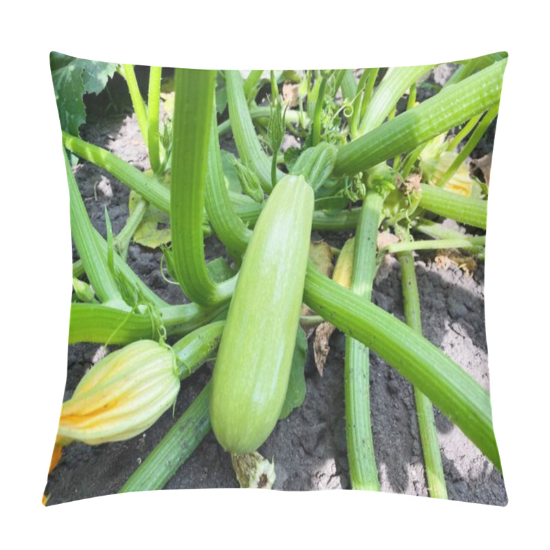 Personality  Zucchini Plant Bush In The Garden. The Concept Of Healthy Food, Agriculture. Pillow Covers