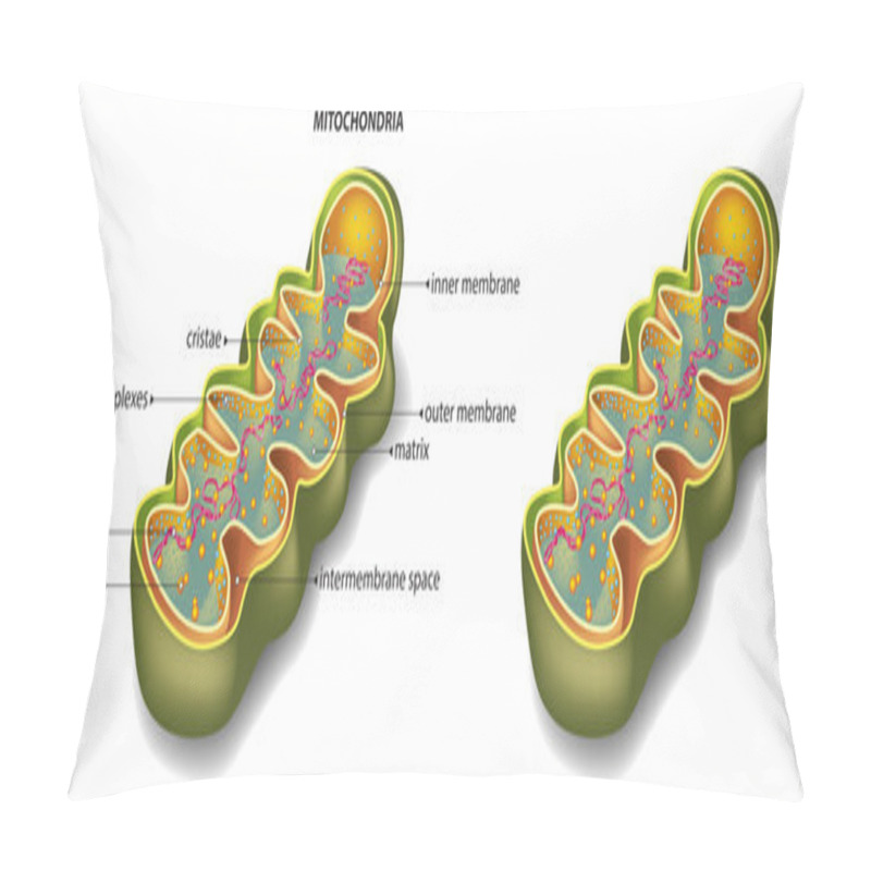 Personality  Mitochondria Organelle Section Pillow Covers