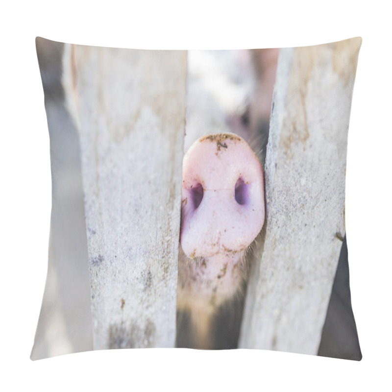 Personality  Pig Nose In Wooden Fence. Young Curious Pig Smells Photo Camera. Funny Village Scene With Pig. Agriculture Banner. Brown Wood Fence Of Corral. Pink Skin Of Small Piglet. Cute Farm Animal Closeup Pillow Covers