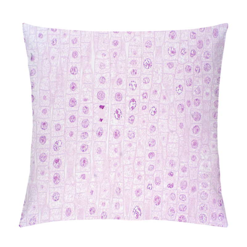 Personality  Root Tip Of Onion Show Mitosis Cell In The Root Tip Under The Microscope View. Pillow Covers