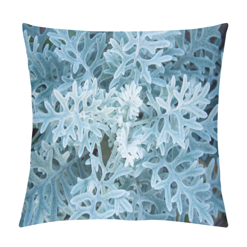 Personality  Cineraria Pillow Covers