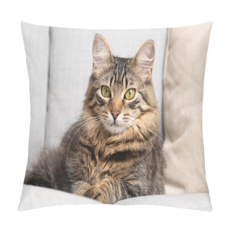 Personality  Portrait Of A Beautiful Tabby Cat With Yellow-green Eyes Resting Lying On A Gray Sofa. Pillow Covers