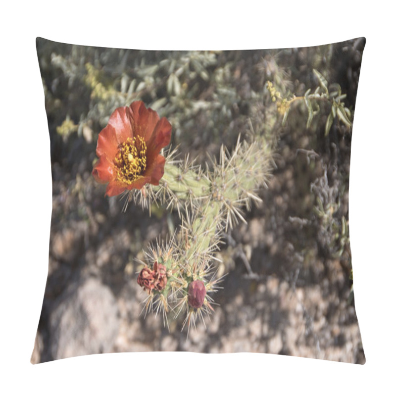 Personality  Cactus At Organ Pipe Cactus N.M., Arizona, USA Pillow Covers