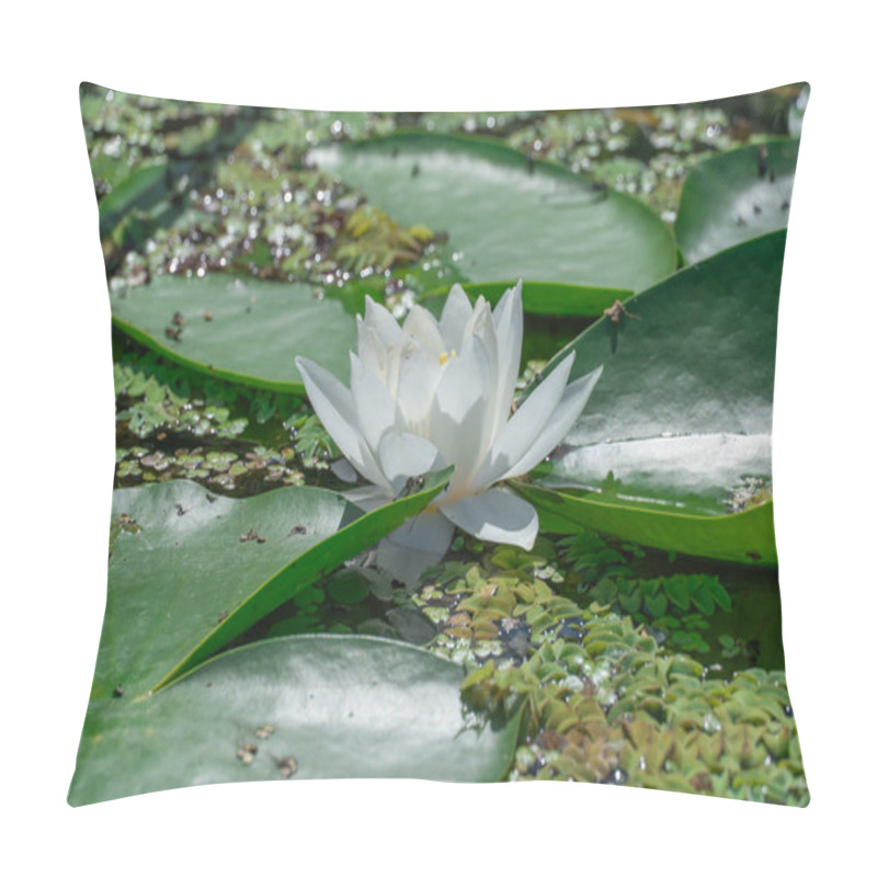 Personality  Flower Lotus Of White Water Lily Grows And Bloom In River Close-up. Nymphaea Alba It Has Roots Are Long And Floating Wide Green Leaves. Blossom Herbaceous Aquatic Plant Of Family Nymphaeum In Lake. Pillow Covers