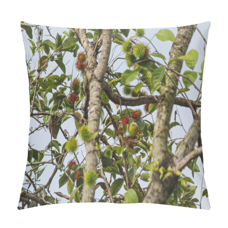 Personality  Rambutan Is Starting To Bear Fruit, Background Of The Sky Pillow Covers