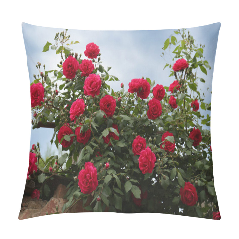 Personality  Beautiful Blooming Rose Bush Near Old Building Outdoors Pillow Covers