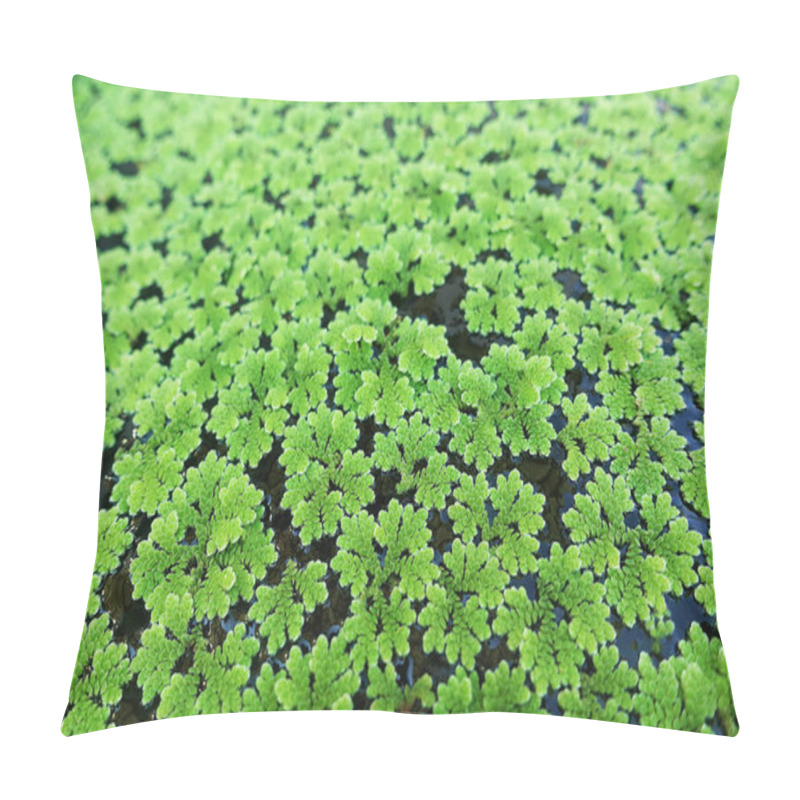 Personality  Closeup Azolla Caroliniana Or Mosquito Fern, Water Fern. It Is A Small Aquatic Plant In The Family Of Ferns. It Grows On Water Surface, In The Tropics And In General              Pillow Covers