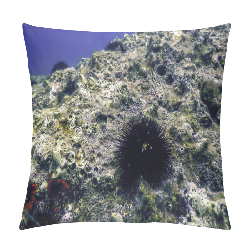 Personality  Underwater Sea Urchins On A Rock, Underwater Urchins Pillow Covers