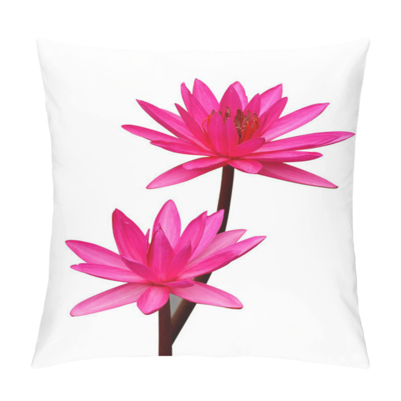 Personality  Pink Lotus Blossoms Or Water Lily Flowers Blooming Isolate On Wh Pillow Covers