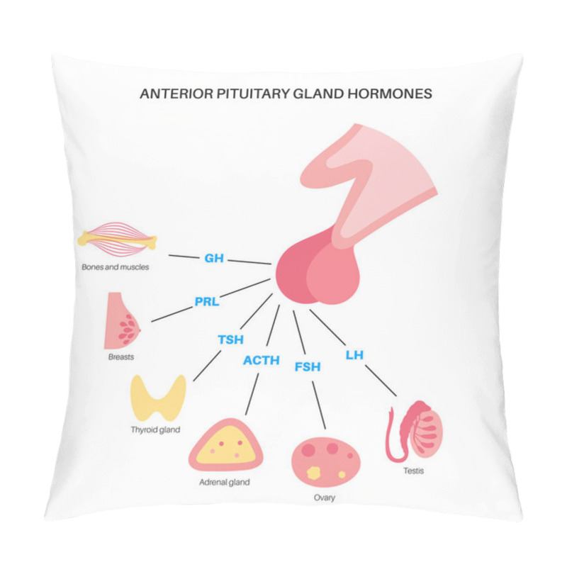 Personality  Pituitary Gland Hormones Pillow Covers