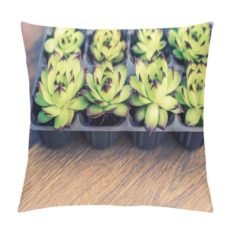 Personality  Plants In Pots And Containers. Succulents In Pots. Gardening Decoration. Many Plants Succulents For Replanting And Design Of The Garden Landscape Pillow Covers