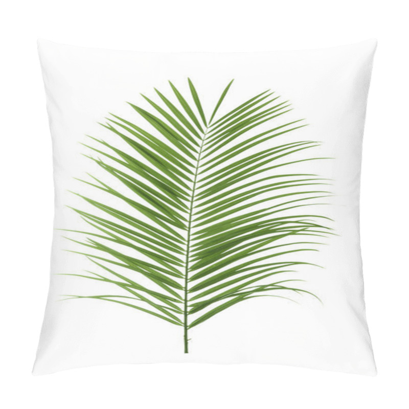 Personality  Beautiful Tropical Sago Palm Leaf On White Background Pillow Covers