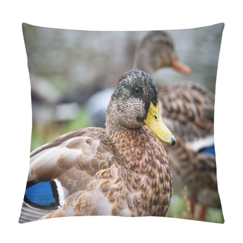 Personality  Moulting Of A Young Male Mallard Duck (Anas Platyrhynchos) Pillow Covers