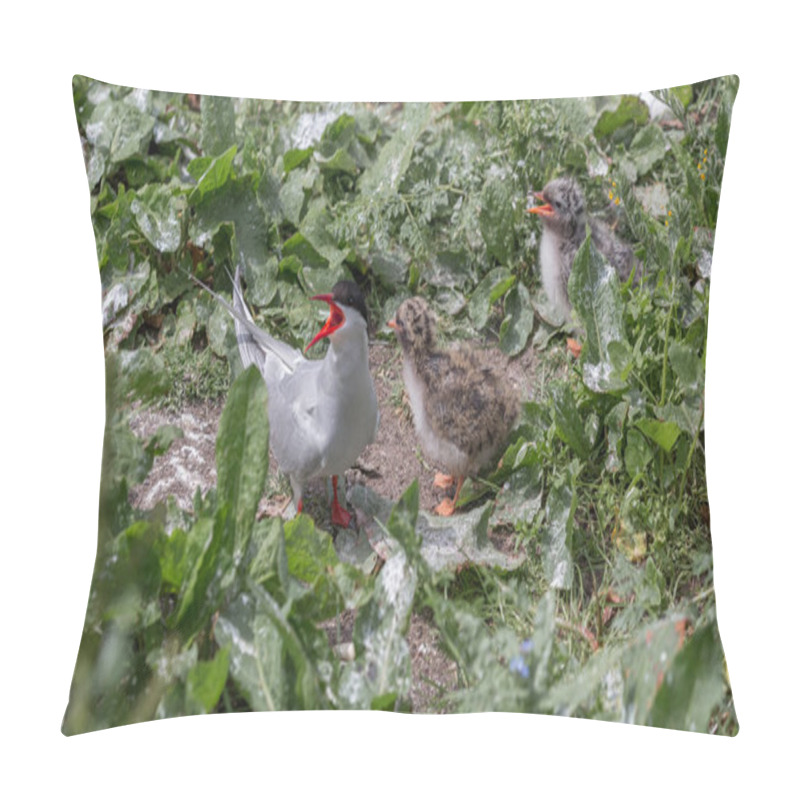 Personality  Arctic Terns With Chicks Pillow Covers