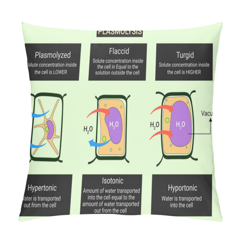 Personality  Plasmolysis Is The Process In Which Cells Lose Water In A Hypertonic Solution. The Reverse Process, Deplasmolysis Or Cytolysis Pillow Covers