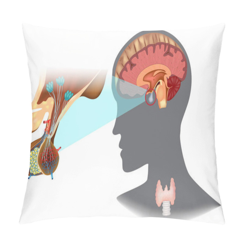 Personality  Structure Of The Hypothalamic-pituitary Thyroid Axis (HPT) Pillow Covers