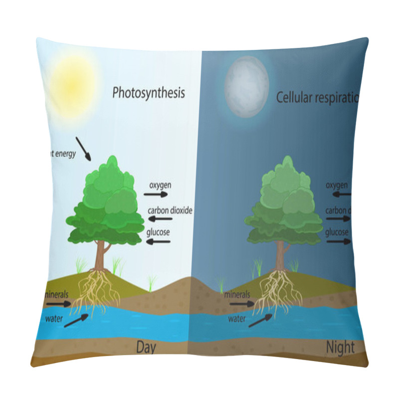 Personality  Photosynthesis Diagram. Process Of Plant Produce Oxygen. Photosynthesis Process Labelled. Science Education Botany Poster. Photosynthesis Process Poster With Plant, Text And Arrows. Stock Vector Illustration Pillow Covers