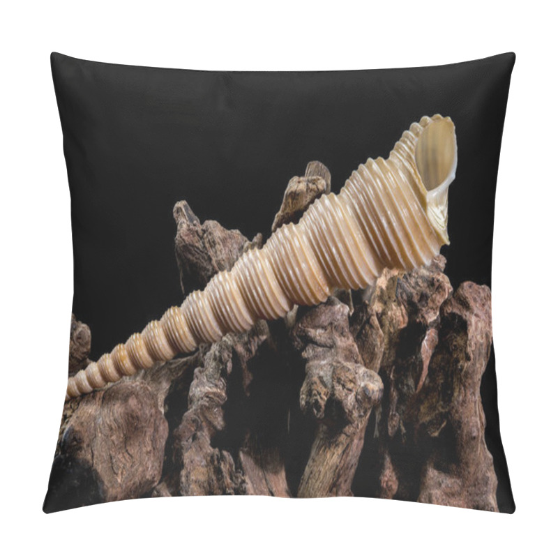 Personality  A Mesmerizing Turritella Seashell With Its Elongated Spiral Structure And Ridged Texture, Elegantly Displayed On A Natural Driftwood Base, Set Against A Sleek Black Background Pillow Covers