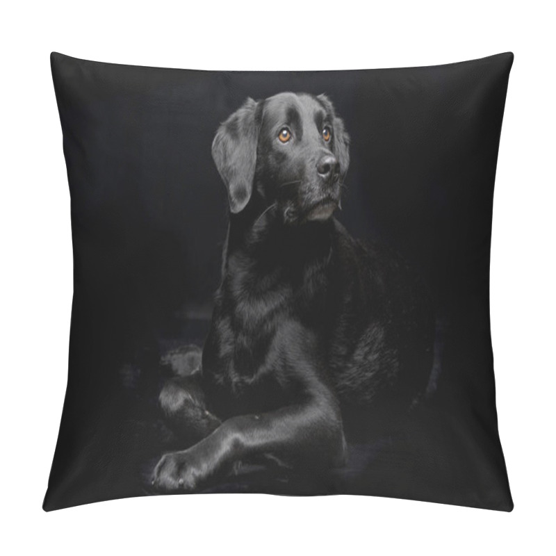 Personality  Studio Shot Of An Adorable Mixed Breed Dog Sitting On Black Background. Pillow Covers