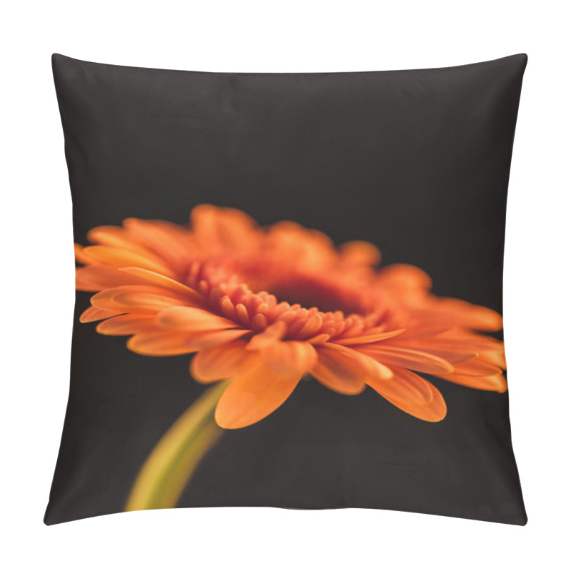 Personality  Close Up Of Orange Blooming Gerbera Flower, Isolated On Black Pillow Covers