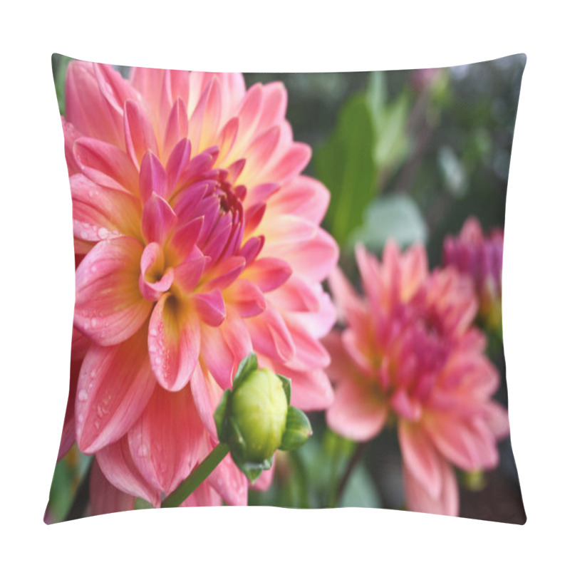 Personality  Beautiful Autumn Flowers - Dahlia Aster Family. Pillow Covers