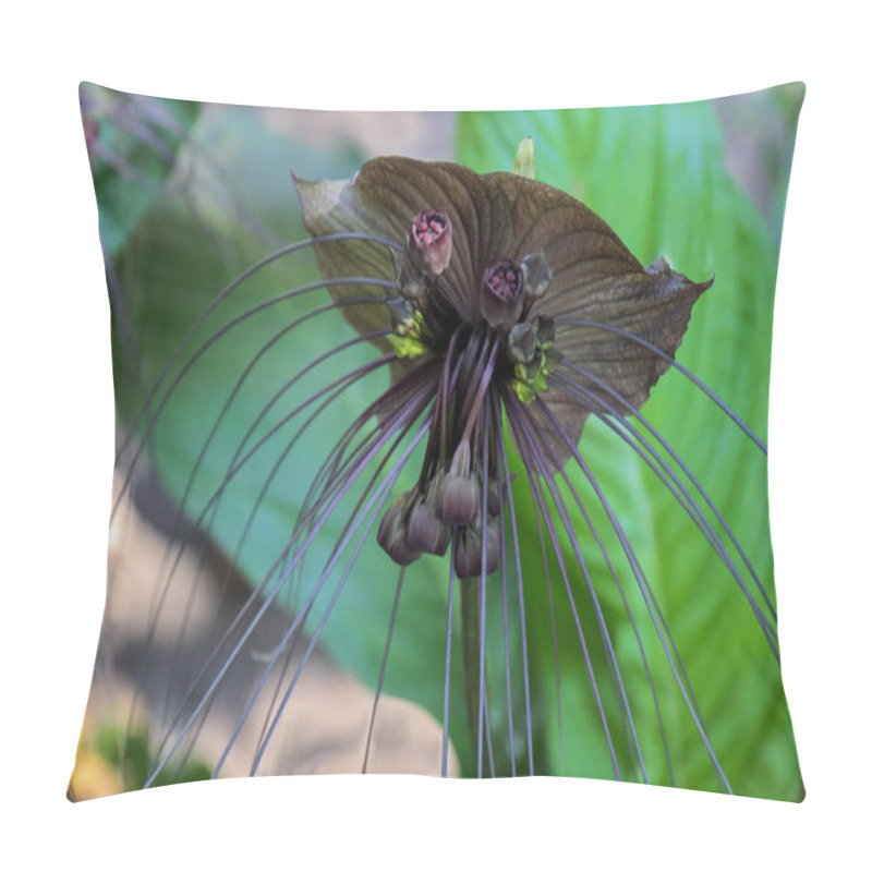 Personality  Black Bat Flower Or Tacca Chantrieri  Pillow Covers