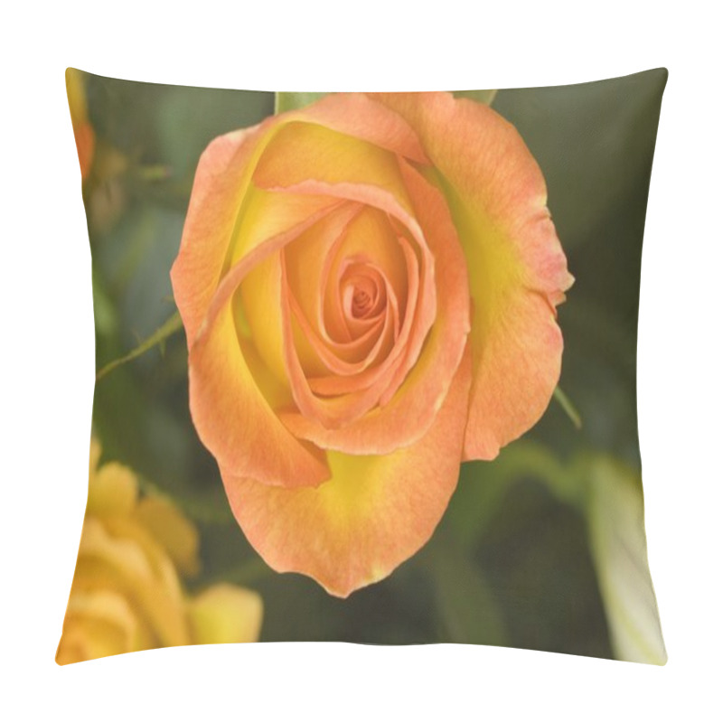 Personality  Hybrid Tea Rose Circus Pillow Covers