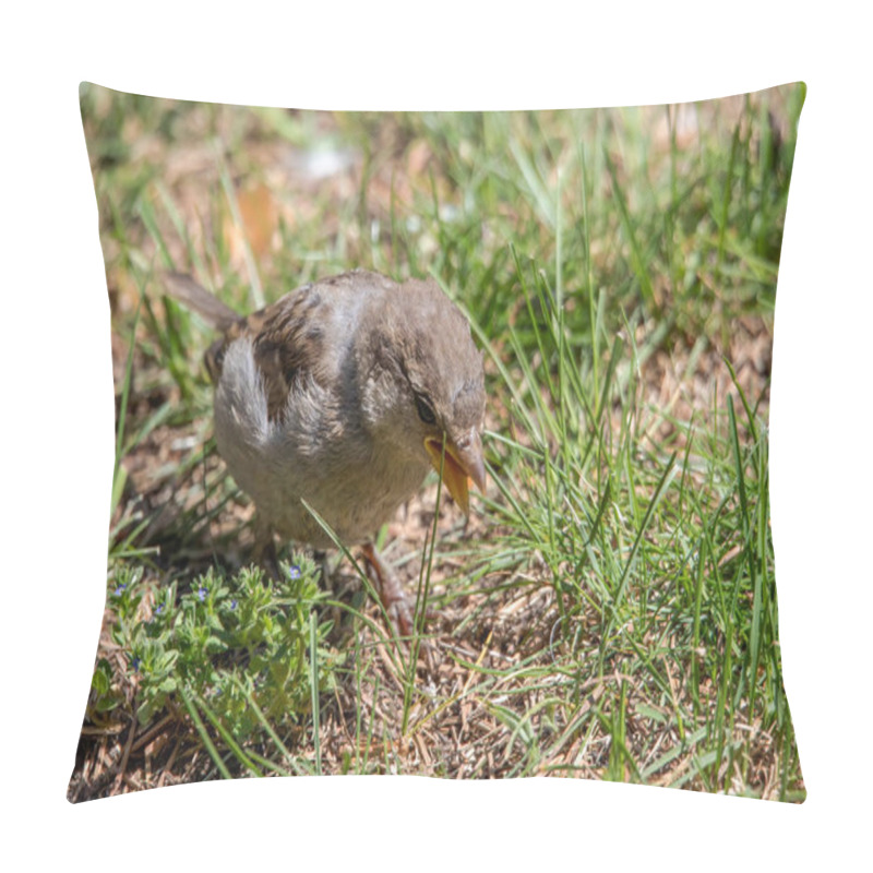 Personality  The House Sparrow, Young Bird In A Nature Park Pillow Covers