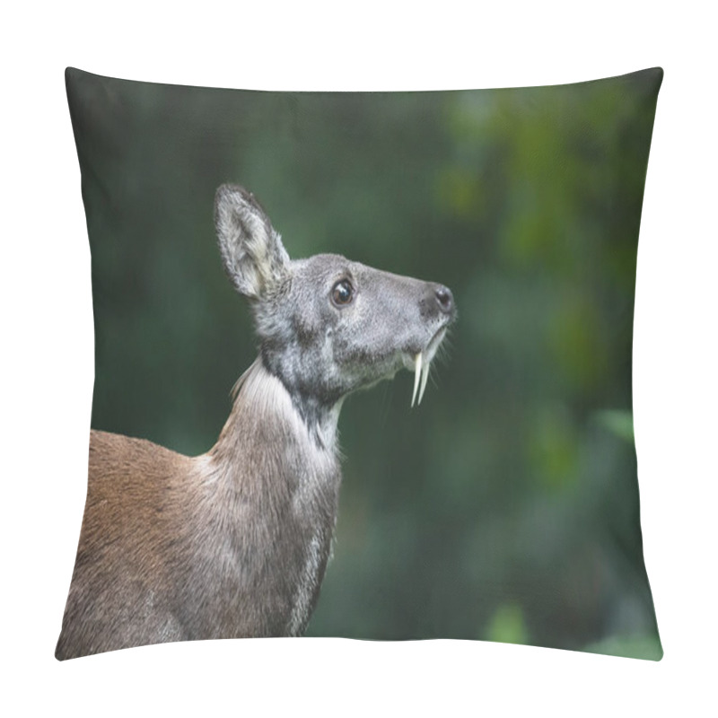 Personality  Siberian Musk Deer With Long Fangs Pillow Covers