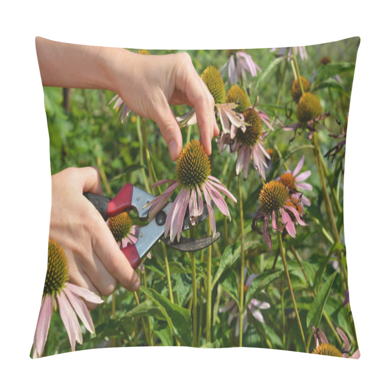 Personality  Gardener Cut Echinacea Purpurea Herb For Tea. Harvesting Echinacea Purpurea Flowers.  Pillow Covers