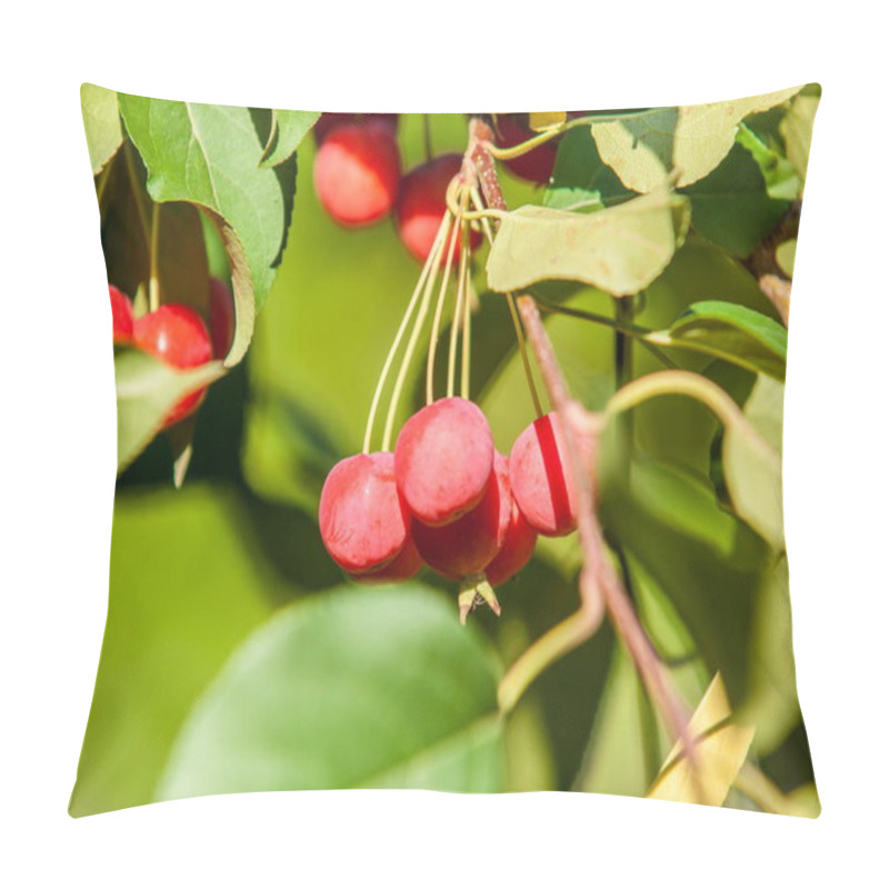 Personality  Crabapple And Wild Apple. Malus  Is A Genus Of About  Species Of Small Deciduous Apple Trees Or Shrubs In The Family Rosaceae Pillow Covers