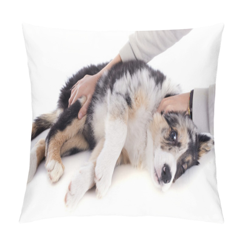 Personality  Puppy Border Collie Pillow Covers