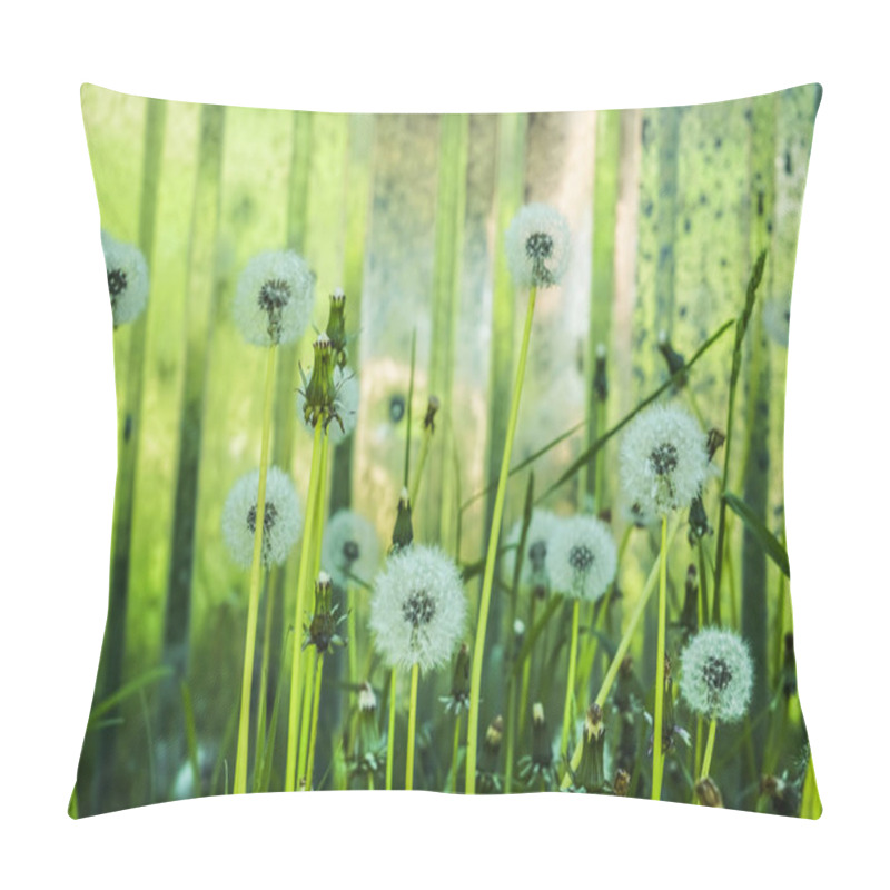 Personality  White Dandelions In A Field Of Dandelions In Front Of A Gray Silver Fence Background.  Pillow Covers