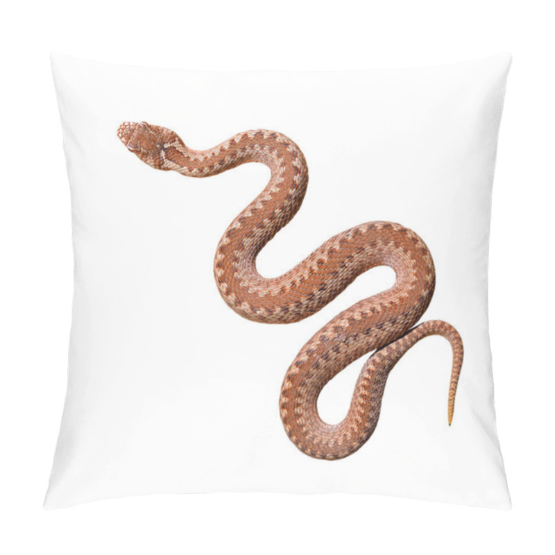 Personality  Common Viper Snake Pillow Covers