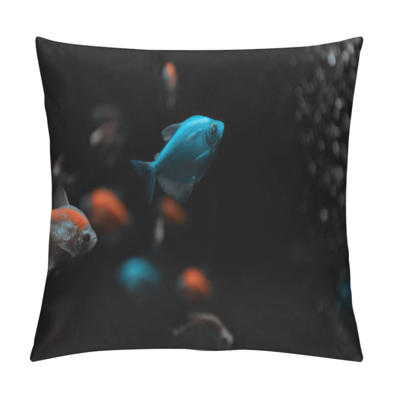 Personality  Selective Focus Of Aquarium Fishes On Black Background Pillow Covers