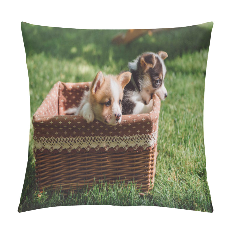 Personality  Cute Fluffy Welsh Corgi Puppies In Wicker Box On Green Grassy Lawn At Sunny Day Pillow Covers