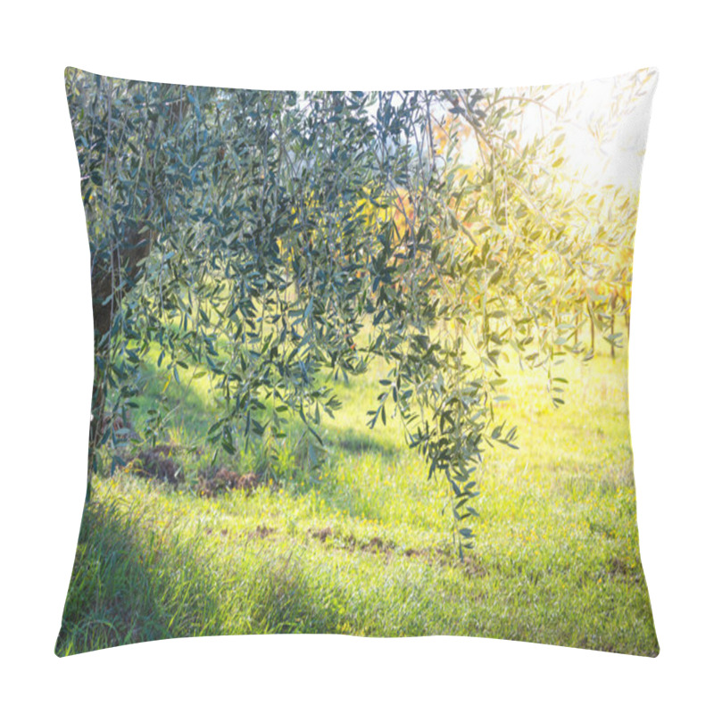 Personality  Beautiful Sunrise Landscape Of Olive Trees Plantation Pillow Covers