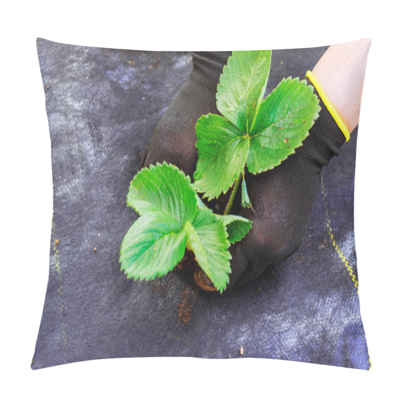 Personality  Gardening, Female Hand Plants Strawberry Seedlings In Prepared Bed Of Soil Pillow Covers