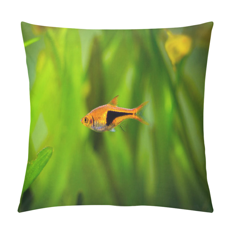 Personality  Harlequin Rasbora (Trigonostigma Heteromorpha) On A Fish Tank With Blurred Background Pillow Covers