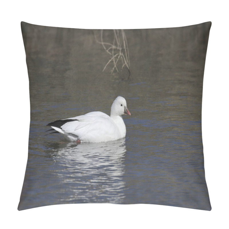 Personality  Ross's Goose (anser Rossii) Swimming In A Murky Pond Pillow Covers