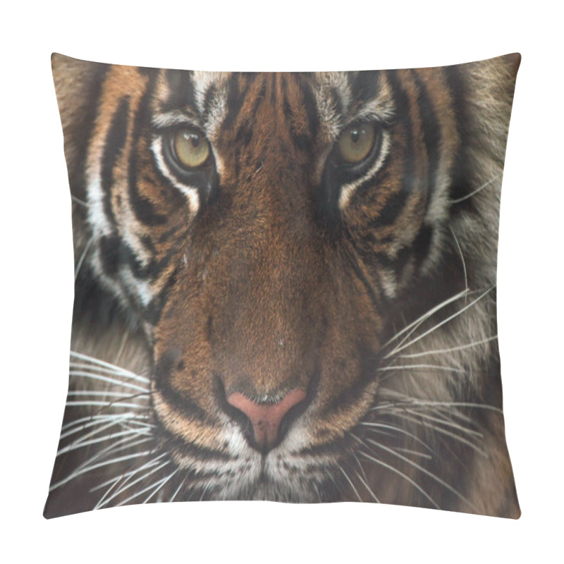 Personality  Extreme Closeup Of An African Tiger Face Pillow Covers