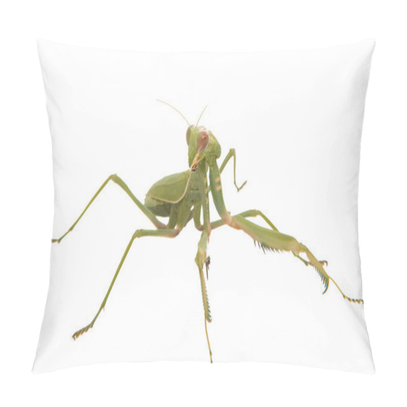 Personality  Mantis Insect Isolated  Pillow Covers