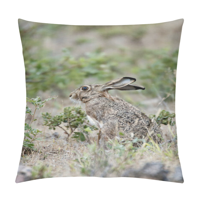 Personality  Rabbit Portrait In The Natural Habitat, Life In The Meadow. European Rabbit, Oryctolagus Cuniculus Pillow Covers