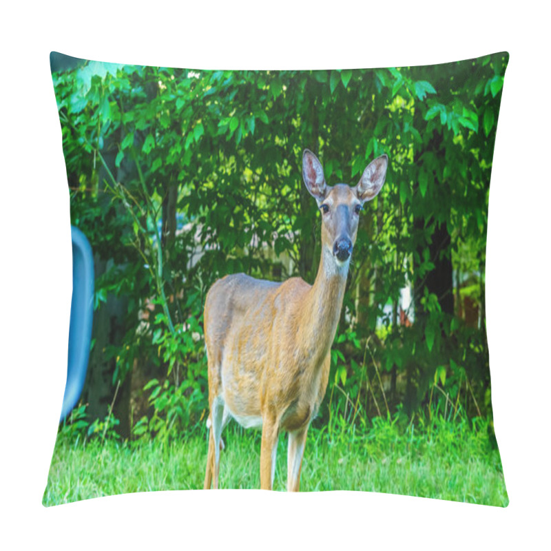 Personality  Deer In Forest, Pocono Mountains, Pennsylvania Pillow Covers