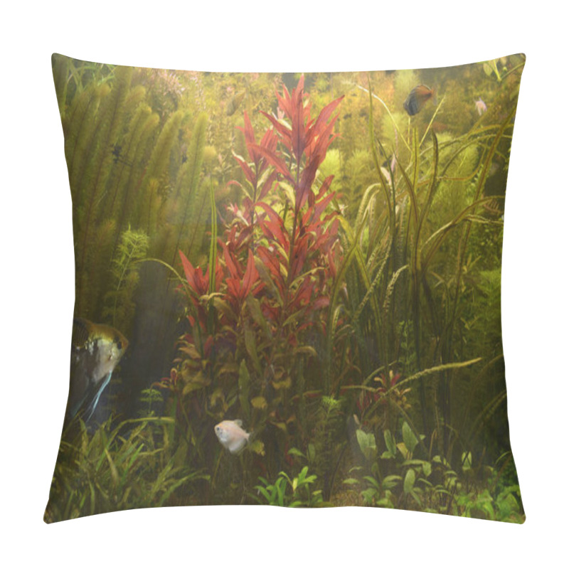 Personality  Green Plants Growing And Pet Fishes Swimming In An Aquarium Pillow Covers