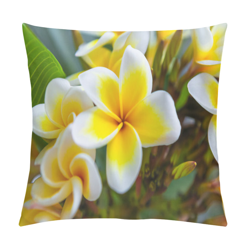 Personality  White Frangipani Tropical Flower, Plumeria Flower Blooming On The Tree, Spa Flower On Bright Sunlight. Pillow Covers