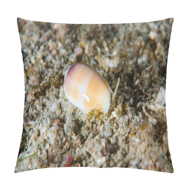 Personality  Cowry Oliva Carneola Philippines Pillow Covers